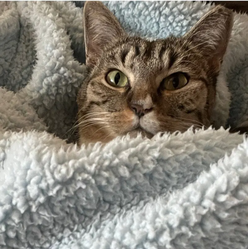 Hidey, an adult female Tabby cat up for adoption