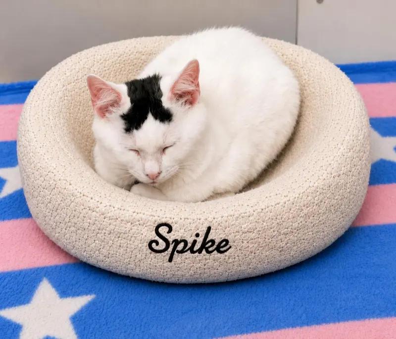Spike, photo 4