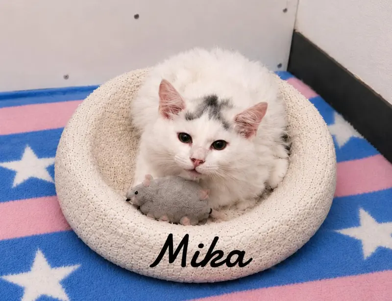 Mika, photo 2