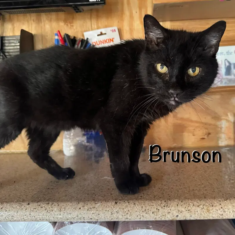 Brunson, a senior male cat up for adoption
