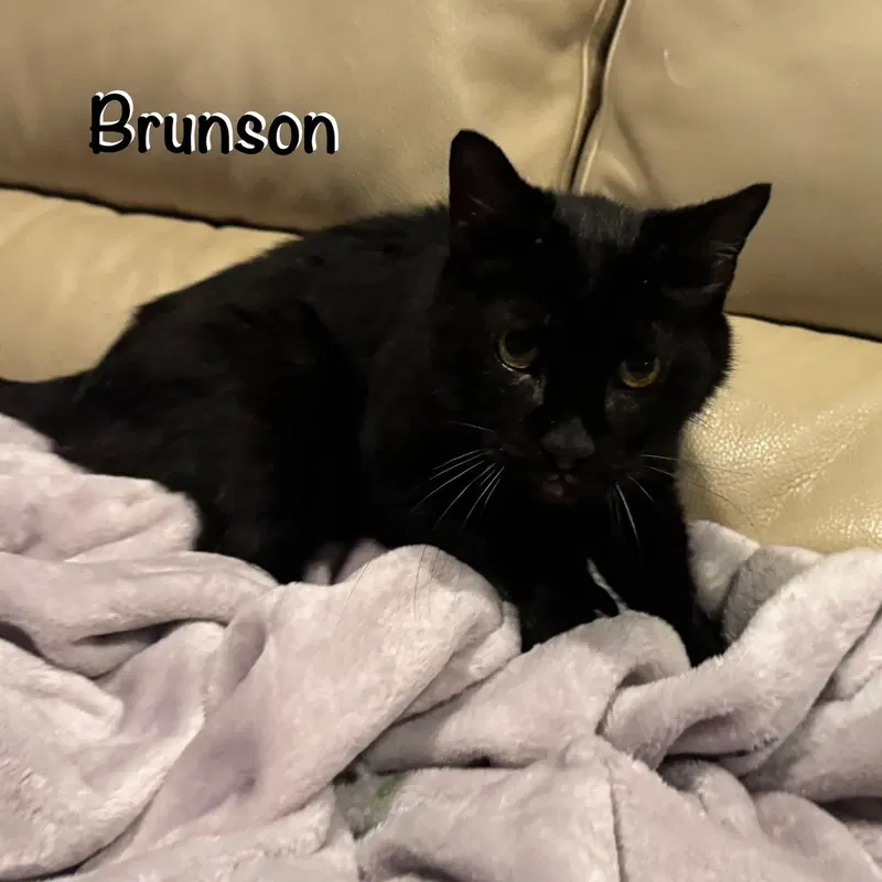 Brunson, photo 4