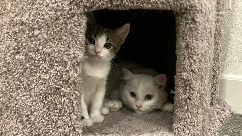 Oliver & Oscar, photo 5