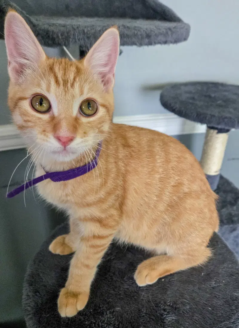 Lannister, a male kitten up for adoption