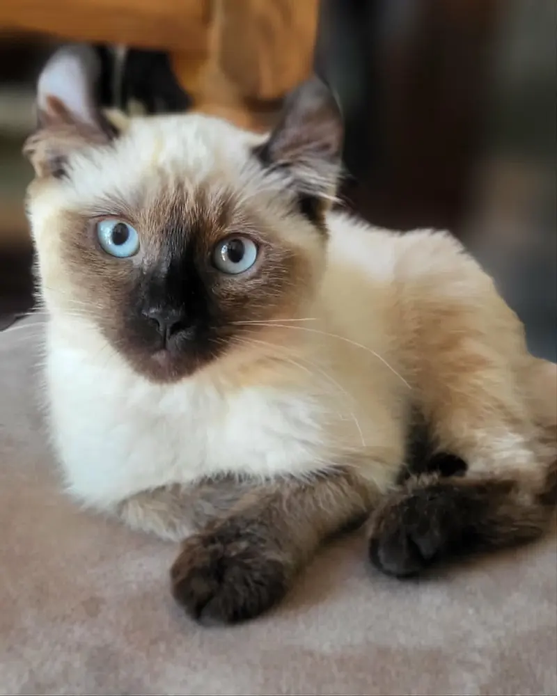 Fleur, a female Manx kitten up for adoption