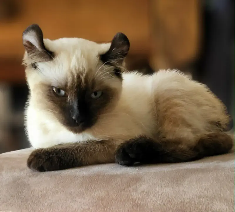 Fleur, photo 4