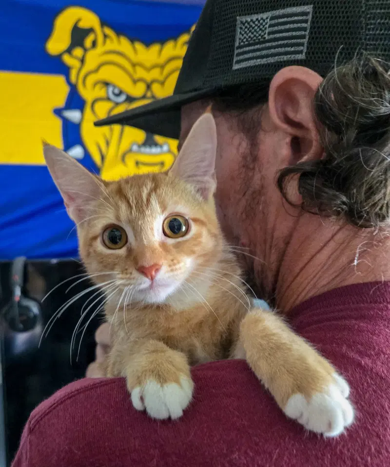 Arya, a female kitten up for adoption