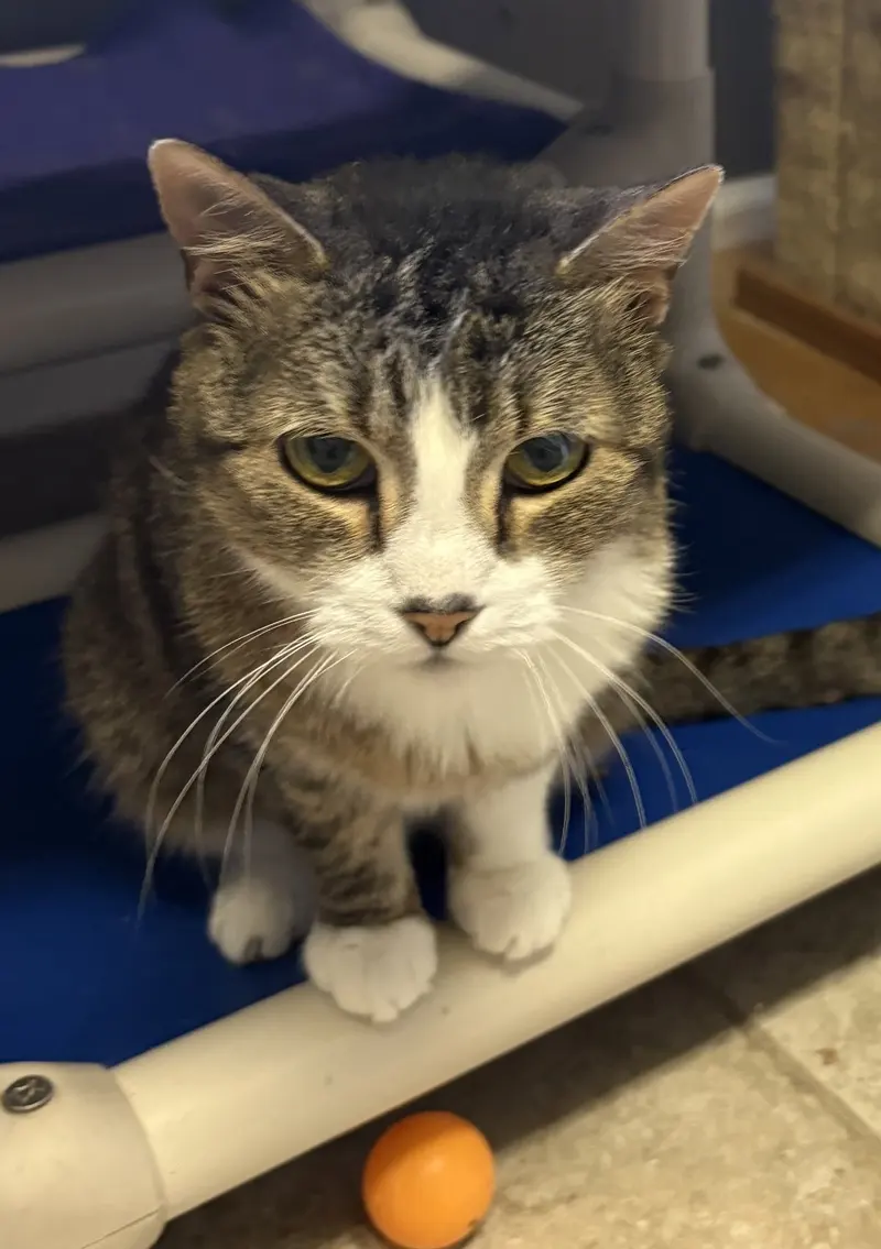 Gilda, a senior female cat up for adoption