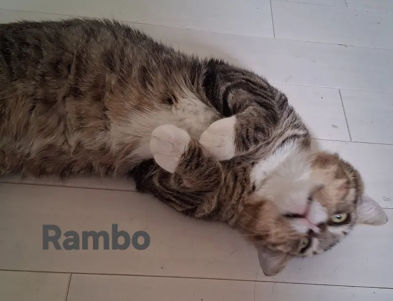Rambo, photo 2
