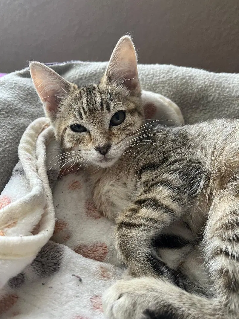 Nala, photo 7