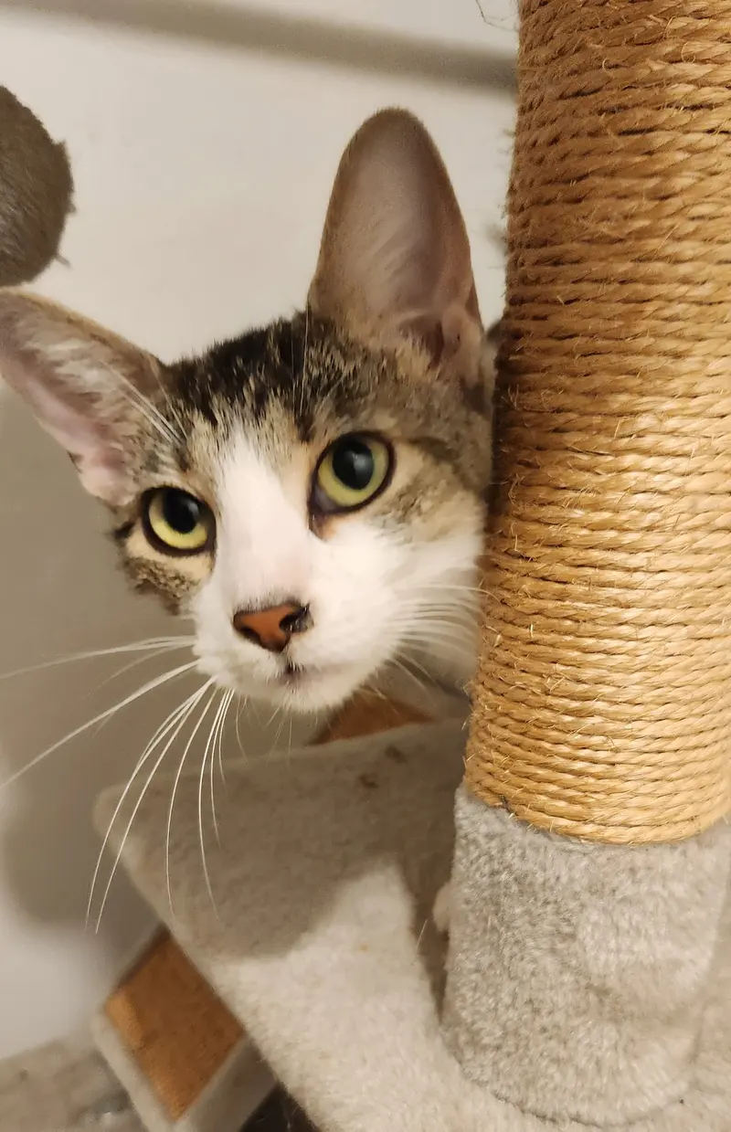 Moana, a young female cat up for adoption