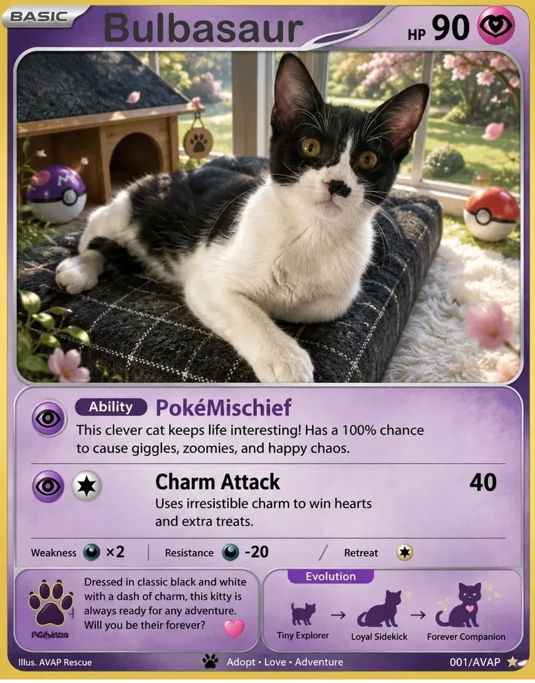 Bulbasaur, a male kitten up for adoption