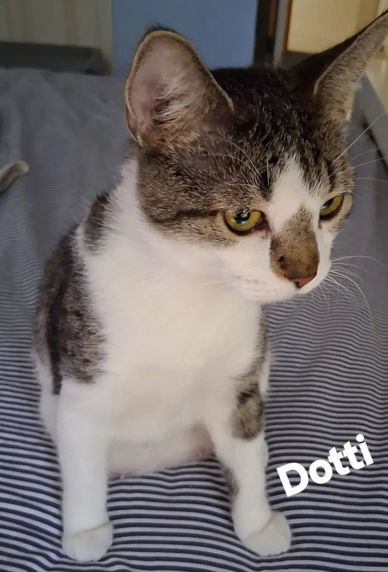 Dotti, a young female cat up for adoption