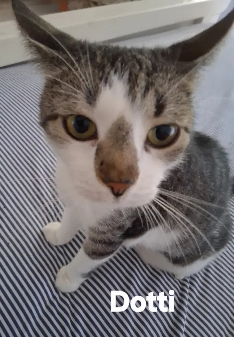 Dotti, photo 2