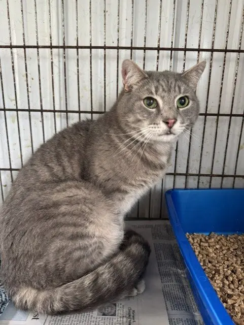 Neptune, an adult male cat up for adoption