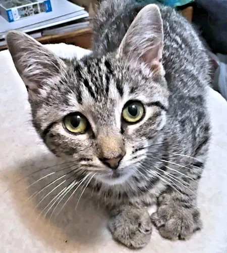 Susan2, photo 2