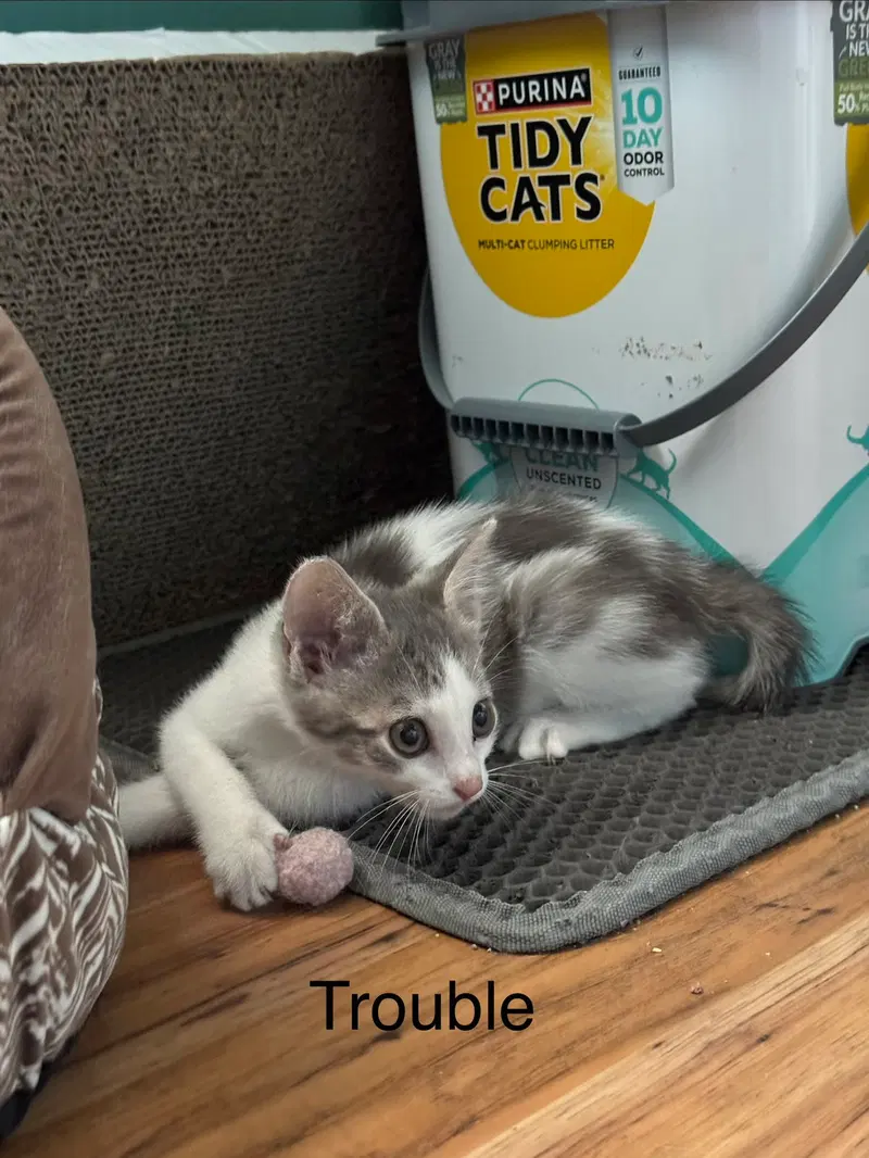 Trouble & Friends, photo 4