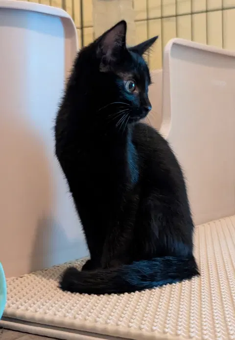 Watch the video of Fizzy