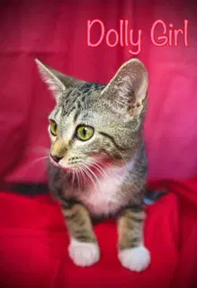 Dolly Girl, a female cat up for adoption