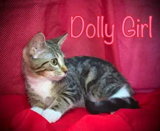 Dolly Girl, photo 2