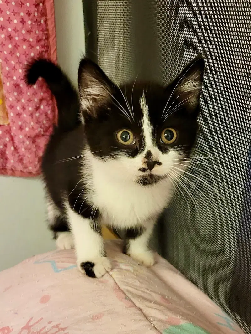 Cat, photo 3