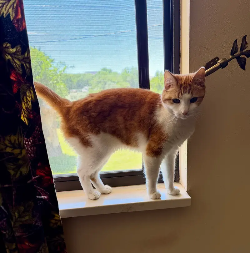 Earl & Stella, cats up for adoption