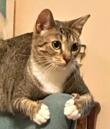 Tinkerbell, a young female American Shorthair cat up for adoption