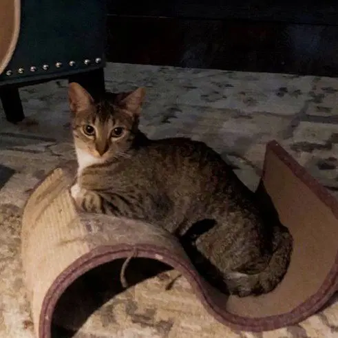 Tinkerbell, photo 6