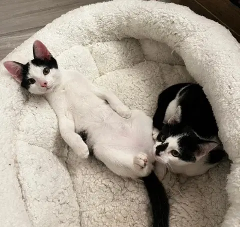 Watch the video of Dexter and DeeDee