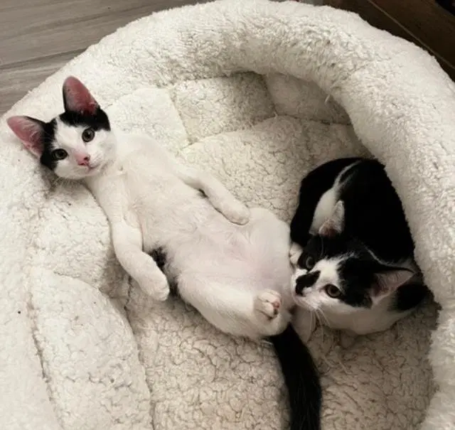 Dexter and DeeDee, young female cats up for adoption