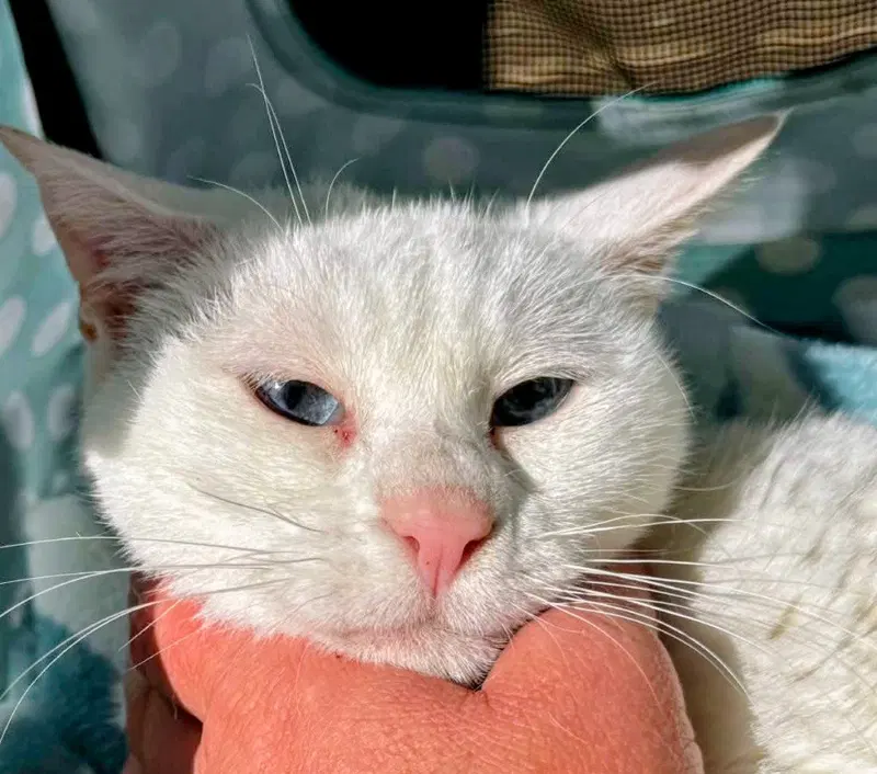 Cosmo, a young male cat up for adoption