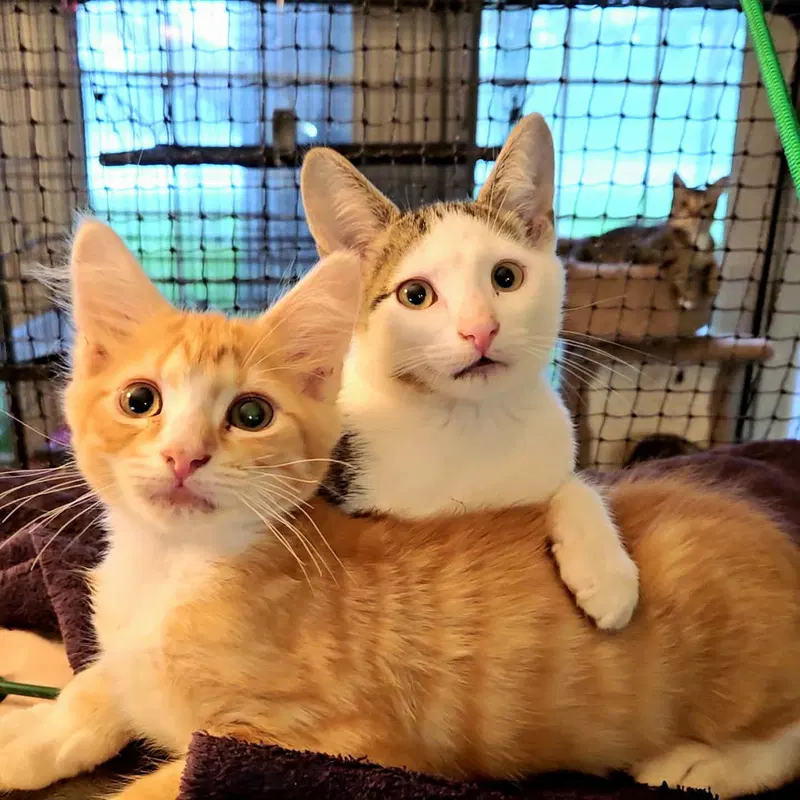 Lancelot, a young male cat up for adoption