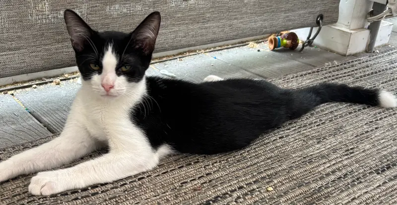 Coco, a male cat up for adoption