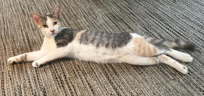 Cinder, a female cat up for adoption