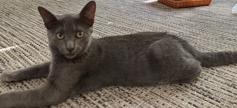 Chip, a male cat up for adoption