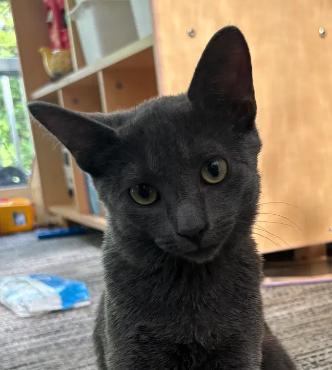 Chip, photo 2