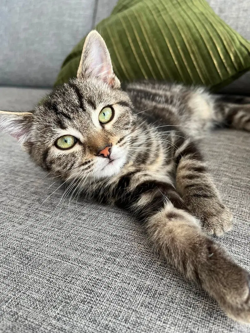 Biddy, photo 2