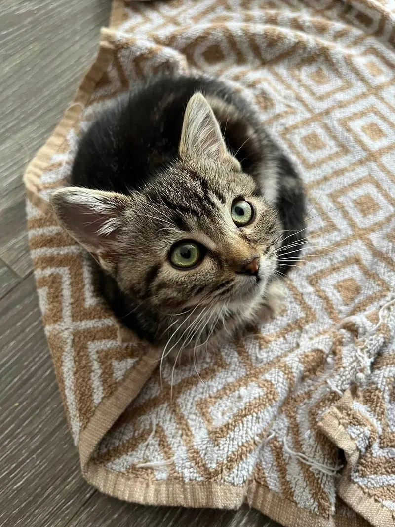Biddy, a female Tabby cat up for adoption