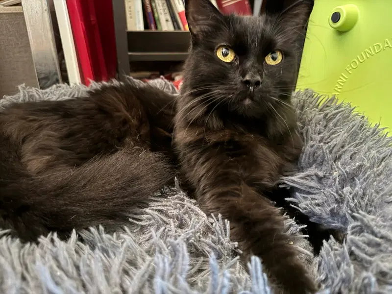 Queens, an adult female cat up for adoption