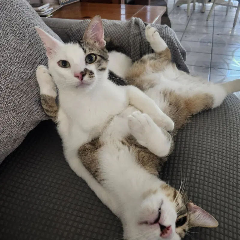 Gonzo and Enzo, photo 2