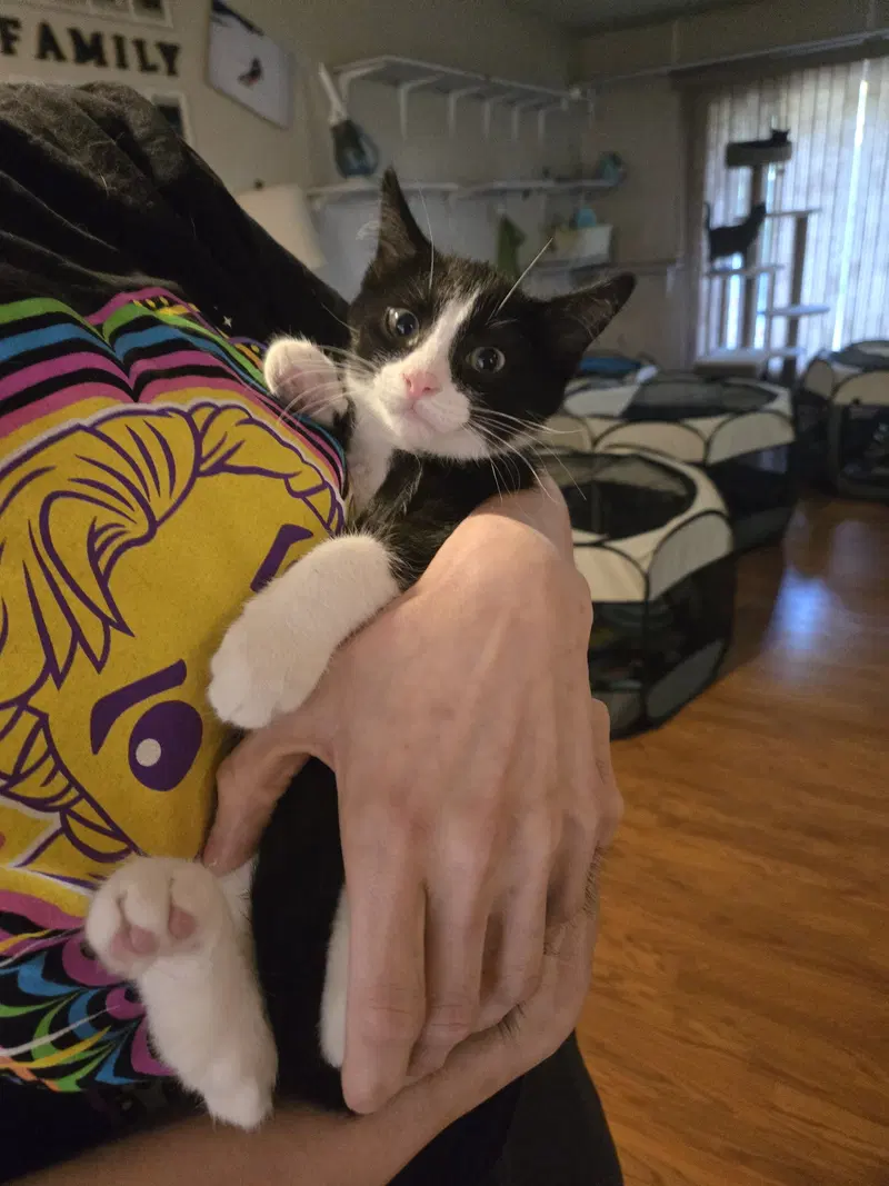 Viktor, photo 8