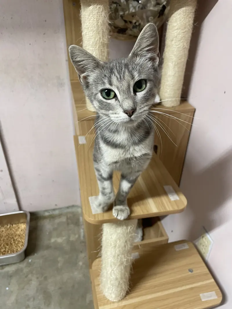 Pearl, a young female Tabby cat up for adoption