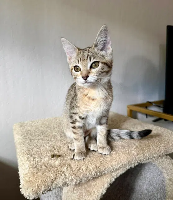 Nala, photo 6