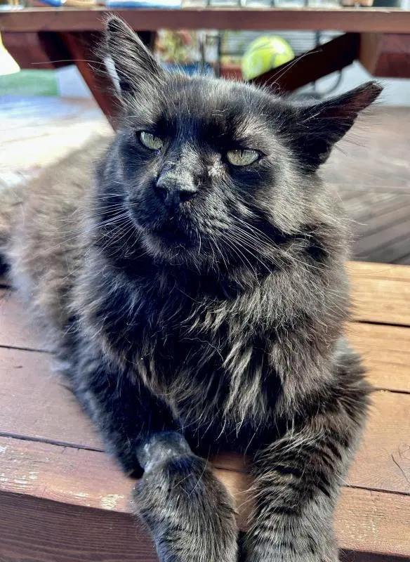 Loki, an adult male cat up for adoption