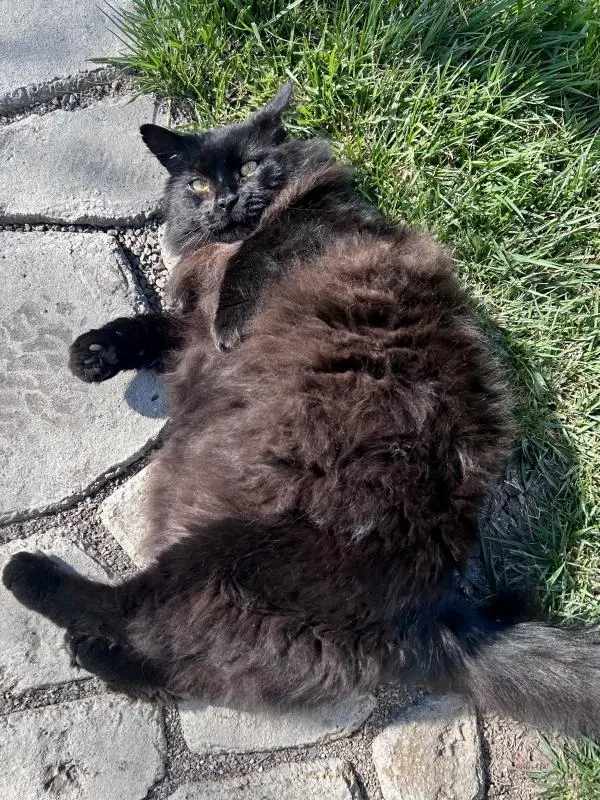 Loki, photo 3