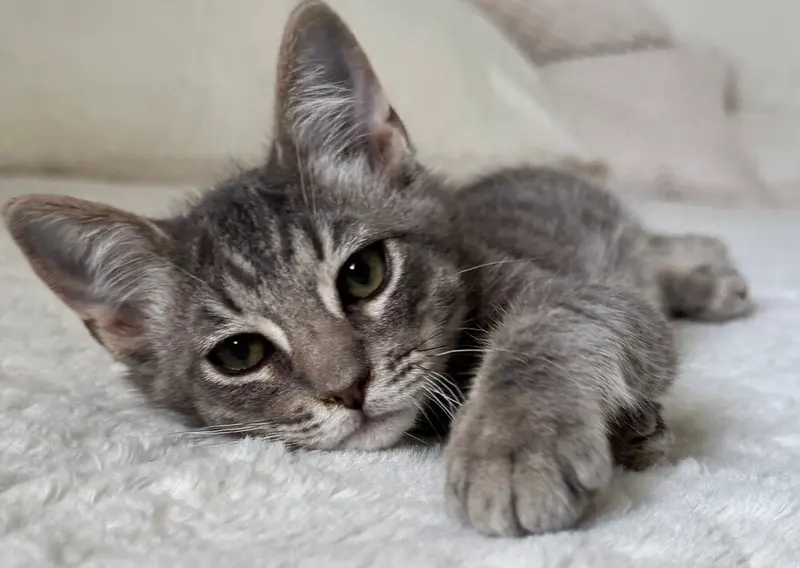 Silvio, a male kitten up for adoption