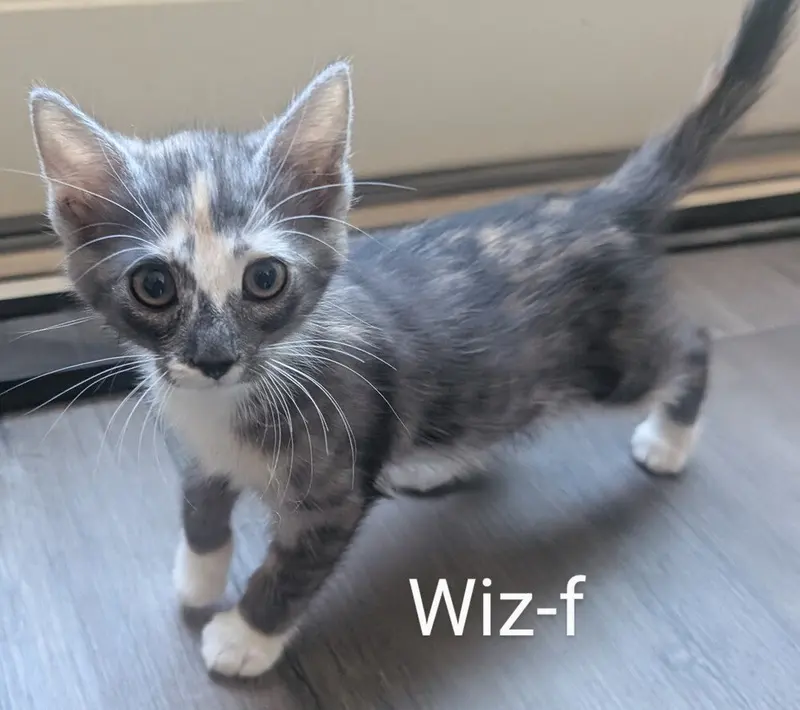 Wiz, a female kitten up for adoption