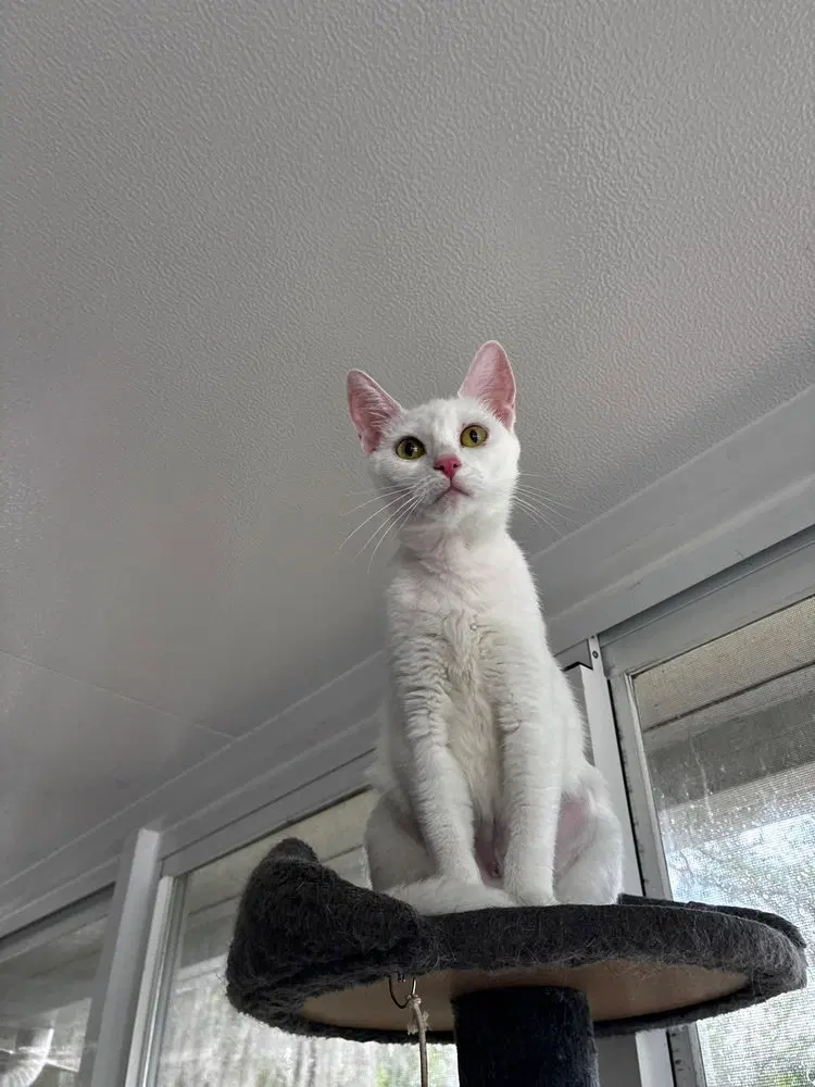 Mama Snow, an adult female cat up for adoption