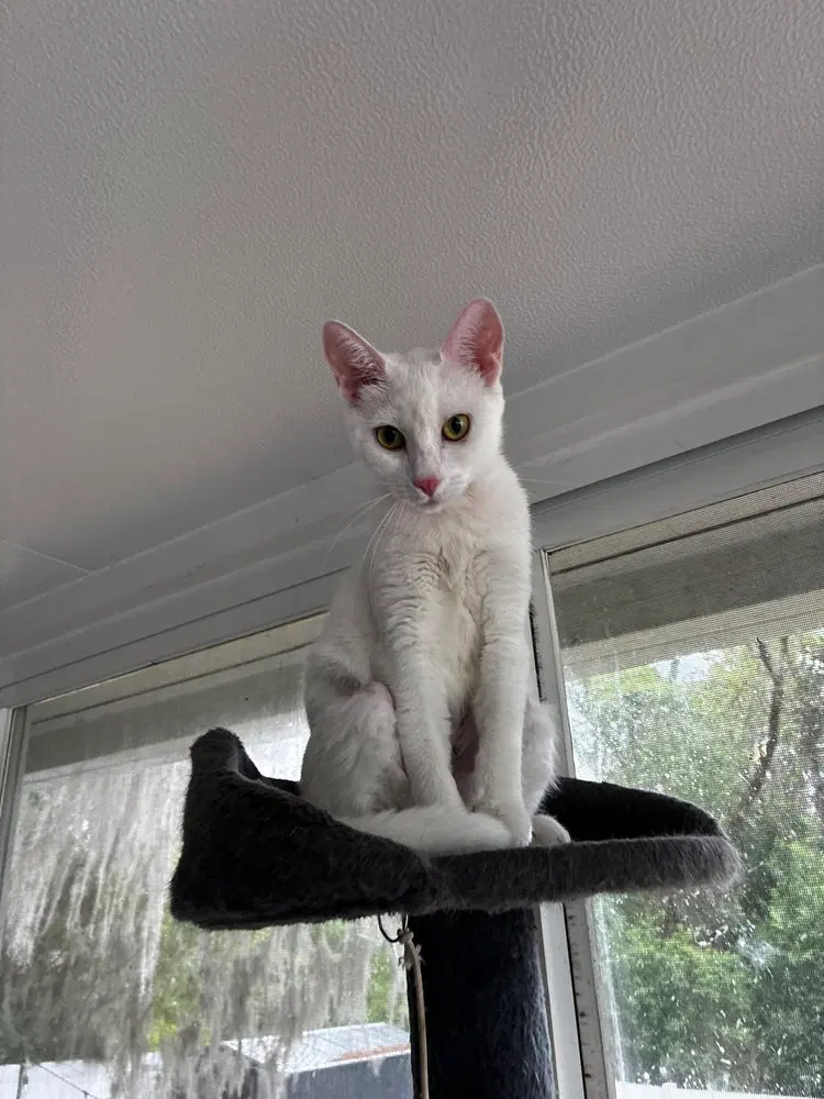Mama Snow, photo 2