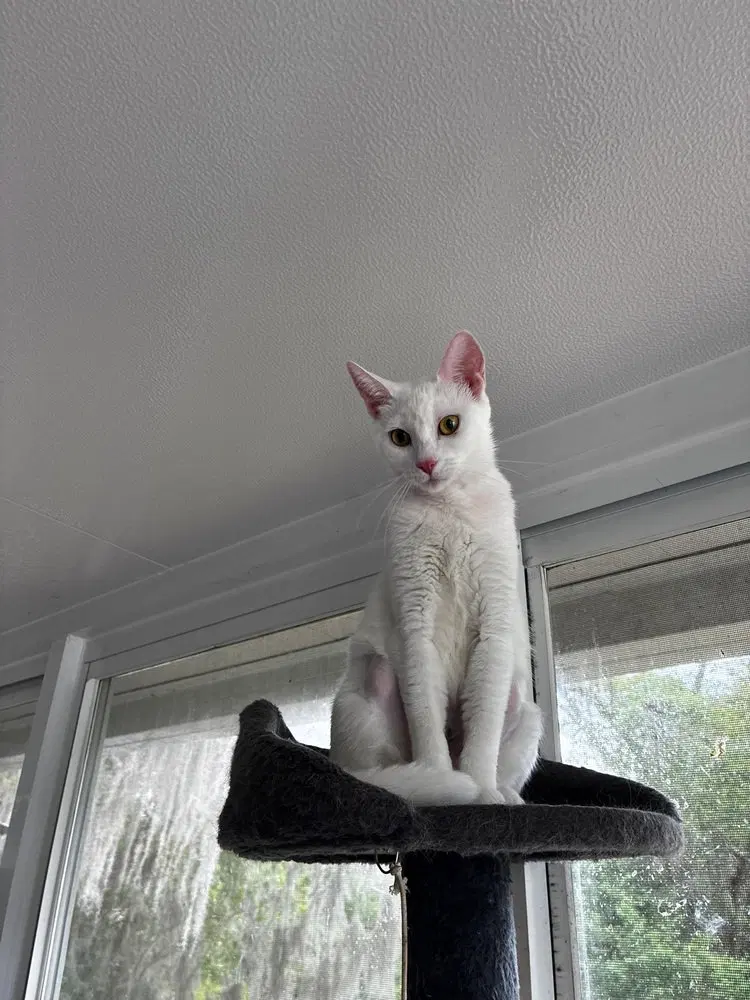 Mama Snow, photo 3