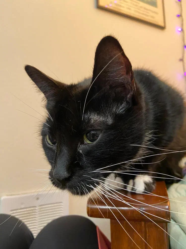 Patchouli, an adult female cat up for adoption